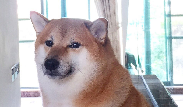 Anjing Ball Ball Cheems Meninggal Dunia